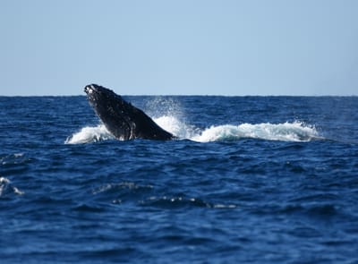 DSC_3164.JPG