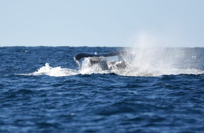 DSC_3233.JPG