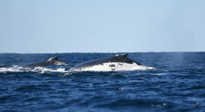 DSC_3253.JPG