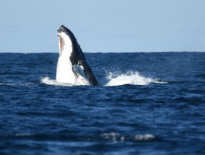 DSC_3285.JPG