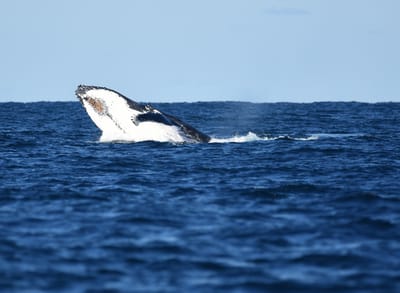 DSC_3295.JPG