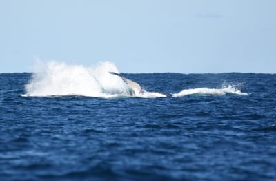 DSC_3299.JPG