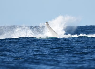 DSC_3300.JPG
