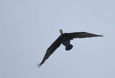 DSC_0895e.jpg