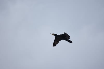 DSC_0896.JPG