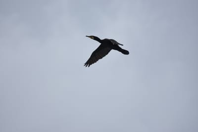 DSC_0897.JPG