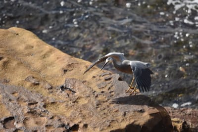 DSC_0917.JPG