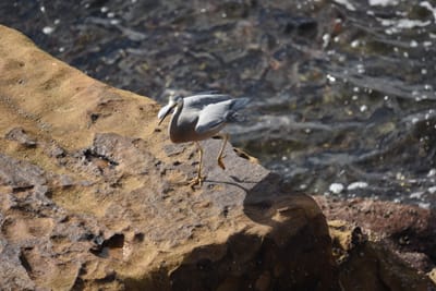 DSC_0919.JPG