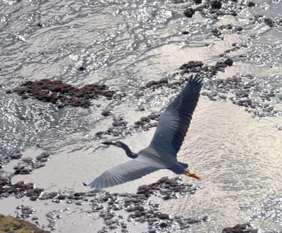 DSC_0929e.jpg