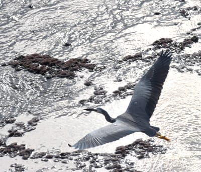 DSC_0929e2.jpg