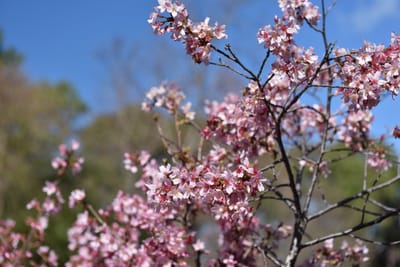 DSC_6261.JPG