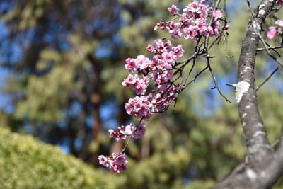 DSC_6266.JPG