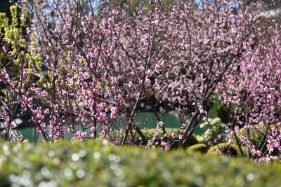 DSC_6281.JPG