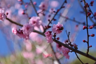 DSC_6284.JPG
