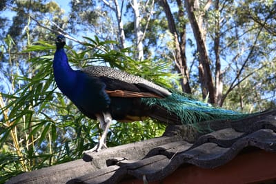 DSC_6325.JPG
