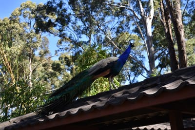 DSC_6327.JPG