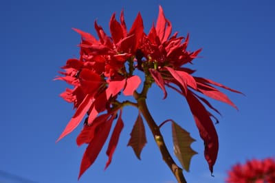 DSC_6339.JPG