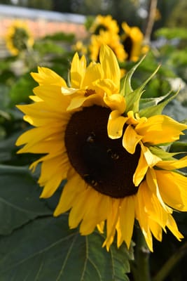 DSC_6553.jpg