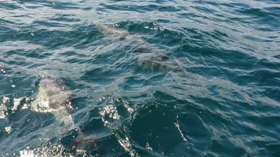 20180930_101208.mp4