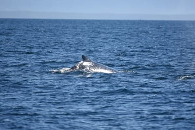 DSC_1018.JPG