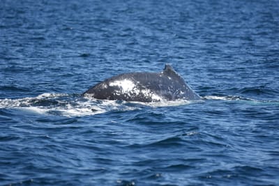 DSC_1019.JPG
