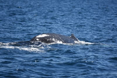 DSC_1020.JPG