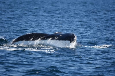 DSC_1022.JPG