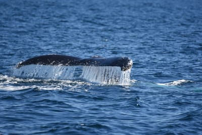 DSC_1023.JPG