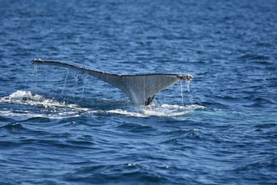DSC_1025.JPG