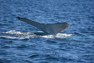 DSC_1026.JPG