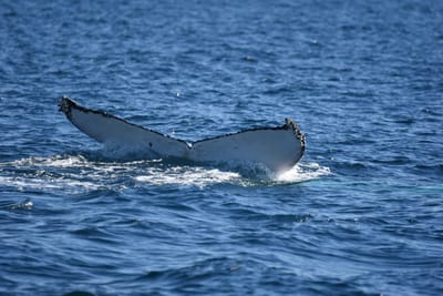 DSC_1027.JPG