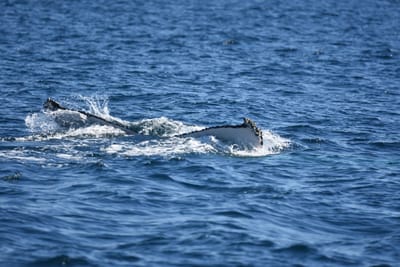 DSC_1028.JPG