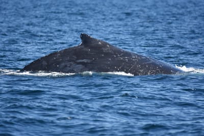 DSC_1030.JPG