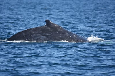 DSC_1031.JPG