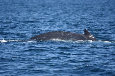 DSC_1033.JPG