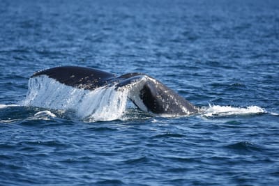 DSC_1035.JPG