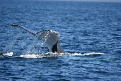 DSC_1037.JPG