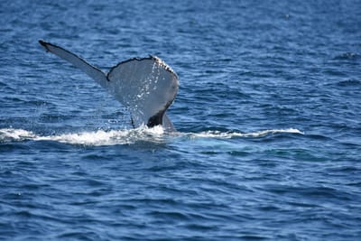 DSC_1038.JPG