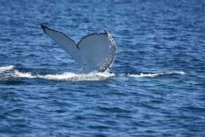 DSC_1039.JPG