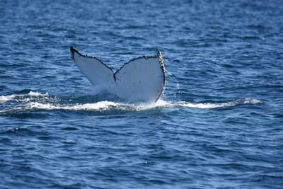 DSC_1040.JPG