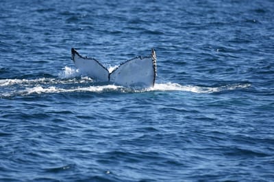 DSC_1041.JPG