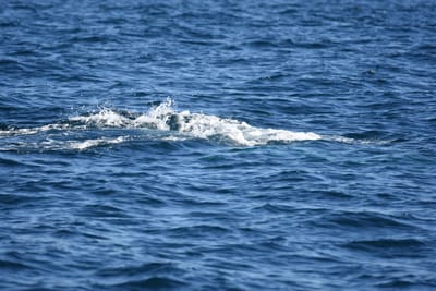DSC_1042.JPG