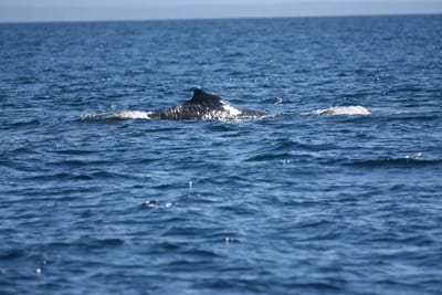DSC_1043.JPG
