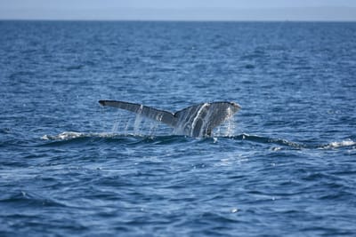 DSC_1044.JPG