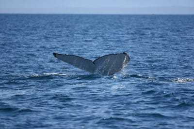 DSC_1045.JPG