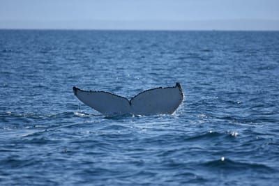DSC_1046.JPG
