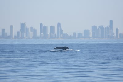 DSC_1145.JPG