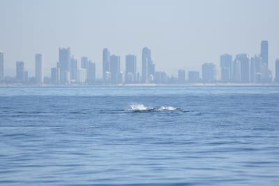 DSC_1146.JPG