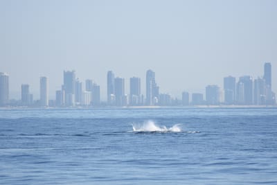 DSC_1147.JPG