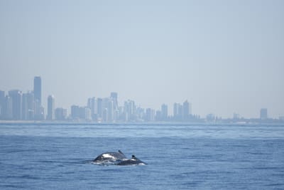 DSC_1150.JPG